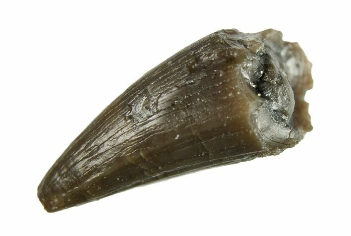 Fossil Crocodyliform (Goniopholidid) Tooth - Colorado #296667